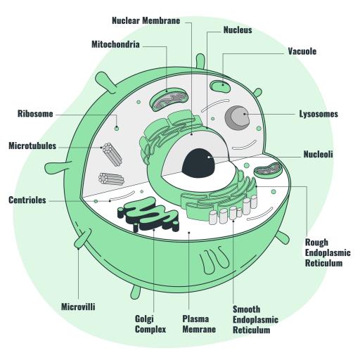 a human cell